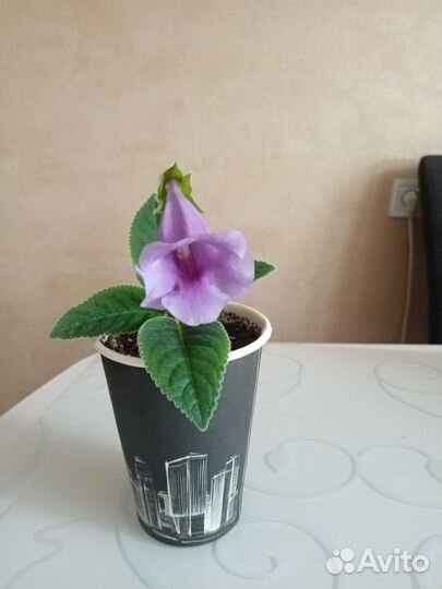 Глоксиния тидея