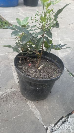 Магония падуболистная