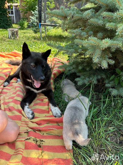 Щенок лайки