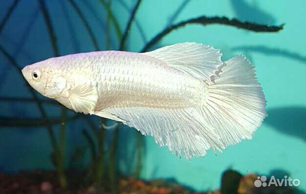 Рыбка петушок Белая платина