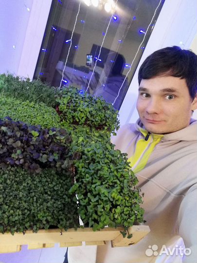 Микрозелень