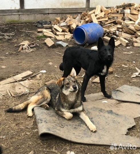 Щенки в добрые руки