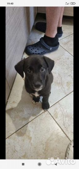 Передержка Животных