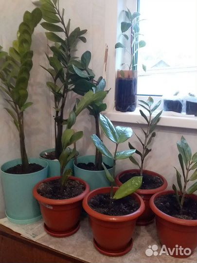 Продам цветы комнатные