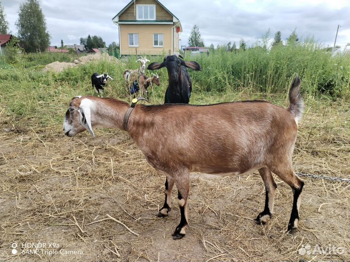 Англо нубийские козы