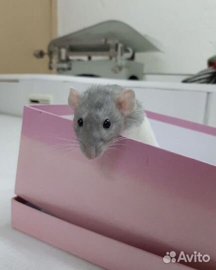 Стерилизация кошек, кастрация кота. Выезд