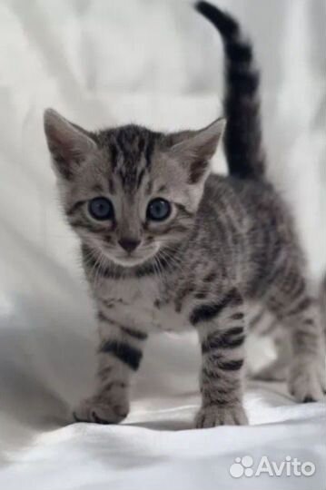 Бенгальская