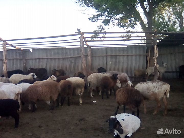 Продажа овец