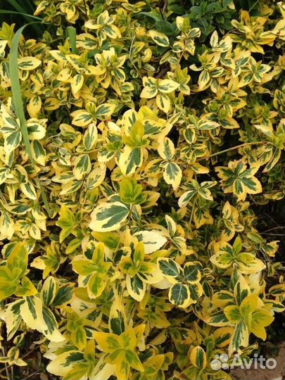 Бересклет форчуна