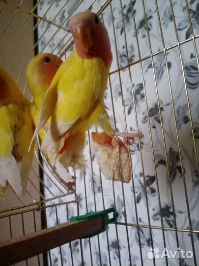 Попугай неразлучники