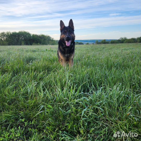 Немецкая овчарка вязка кабель
