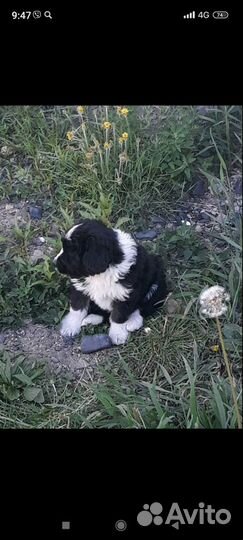 Собака в добрые руки отдам бесплатно