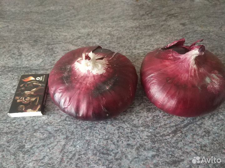 Семена ялтинского лука