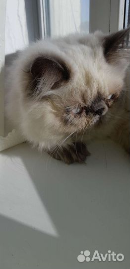 Вязка экзот