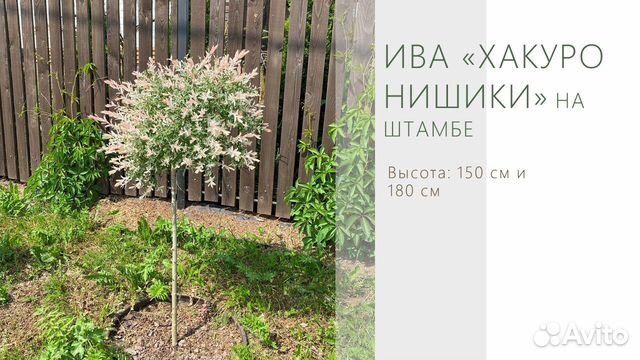 Проститутка Вера в Спб. Телефон: +7()