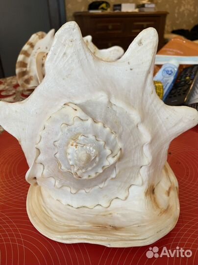 Ракушки из Индийского океана