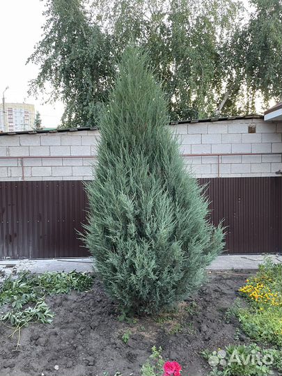 Можжевельник скальный