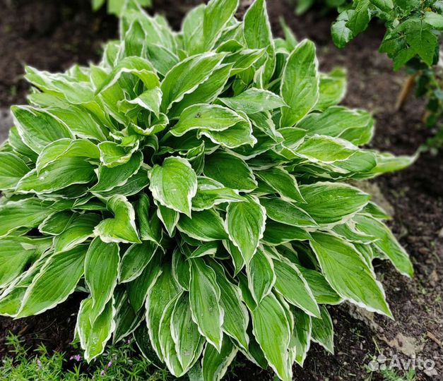 Хосты. Многолетники