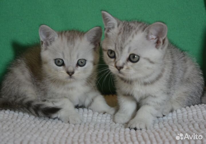 Британцы. Серебро