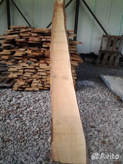 Берёза сухая