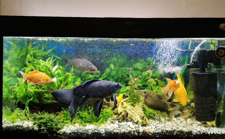 Аквариумные растения, улитки