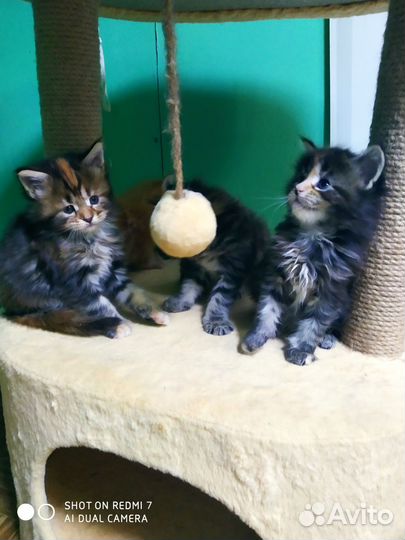 Котята мейн-кун