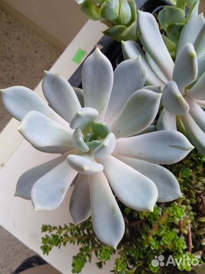 Суккуленты