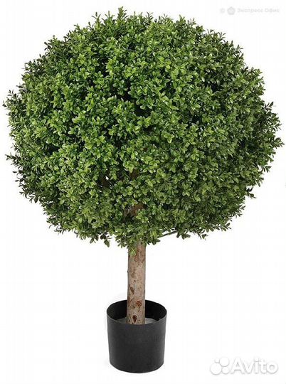 Самшит Шар уличный новый 75 см