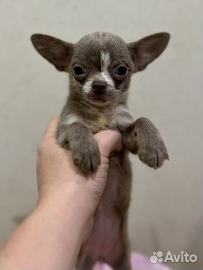 Лиливая мини красотка. Девочка гладкошерстная