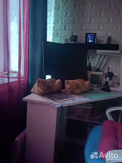Кошка в дар бесплатно