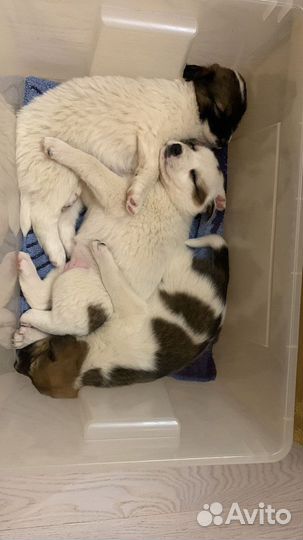 Прелестные маленькие щенки