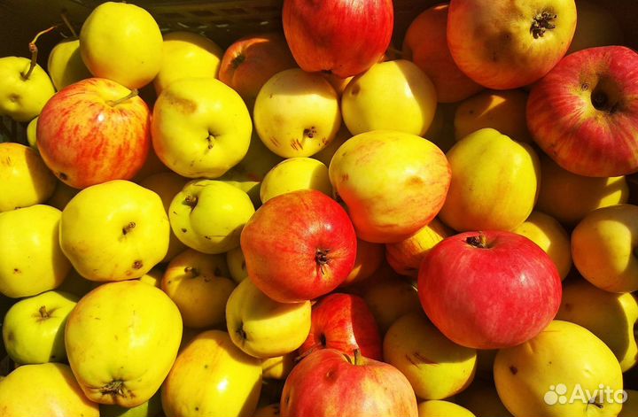 Яблоки
