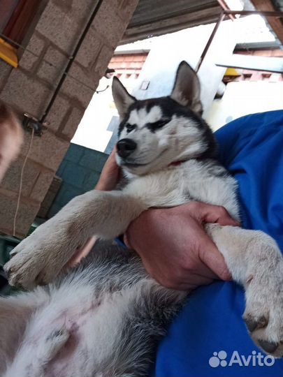 Щенки сибирской хаски мальчик