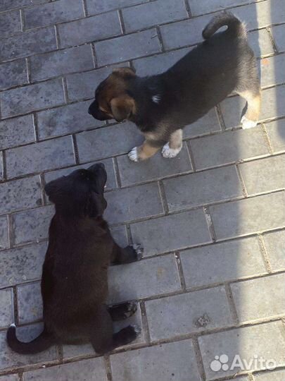 Щенки бесплатно