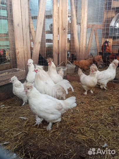 Петухи и курицы