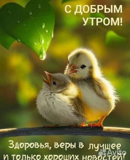 Гусята суточные линда
