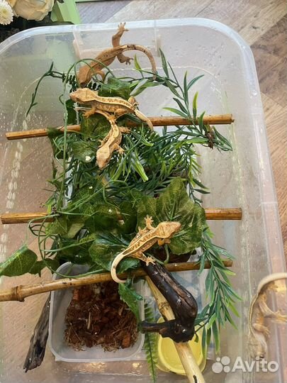 Бананоед Full Striped Harlequin