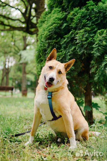 Собака в добрые руки