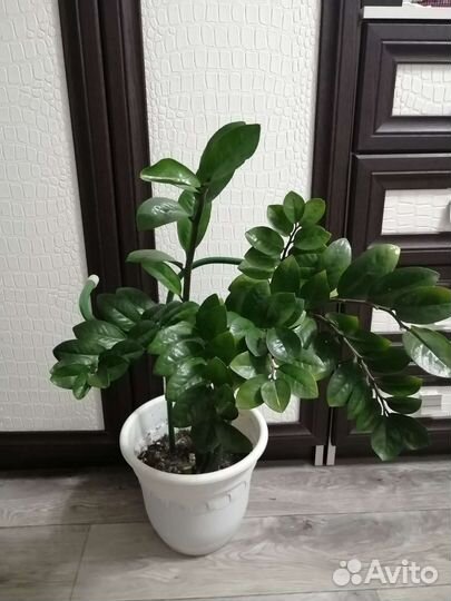 Замиокулькас