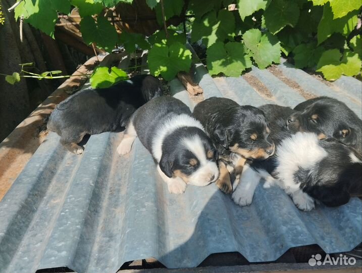 В добрые руки