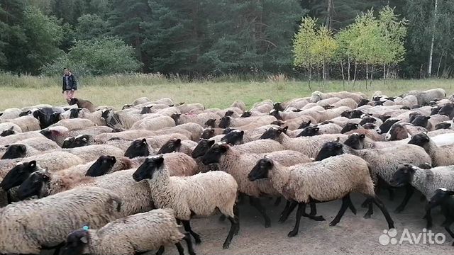 Овцы Ярки Овцематки Романовская порода племенные объявление продам