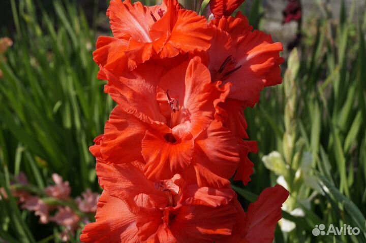 Гладиолусы