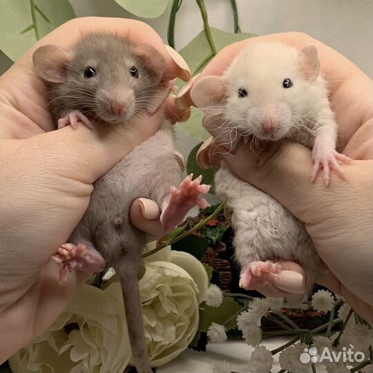 Крысята дамбо рекс стандарт. Декоративные крысы