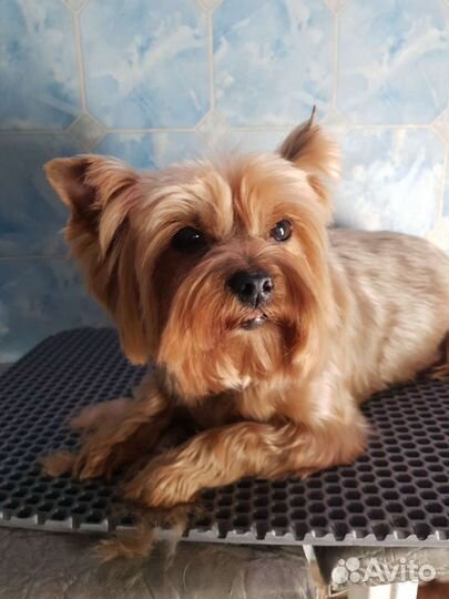 Стрижка собак, экспресс линька кошек. Грумер