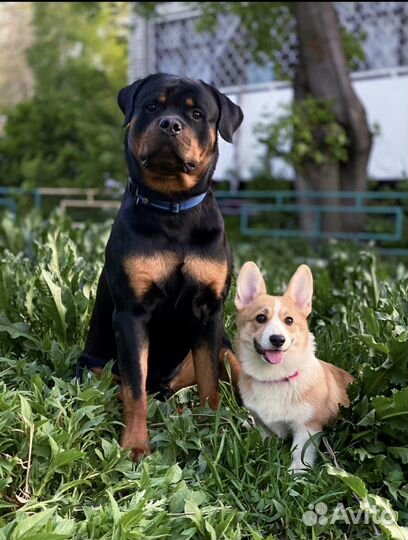 Собака-модель для фотоссесий.Вельш-корги пемброк