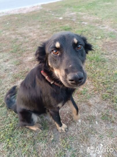 Собаки бесплатно в добрые руки