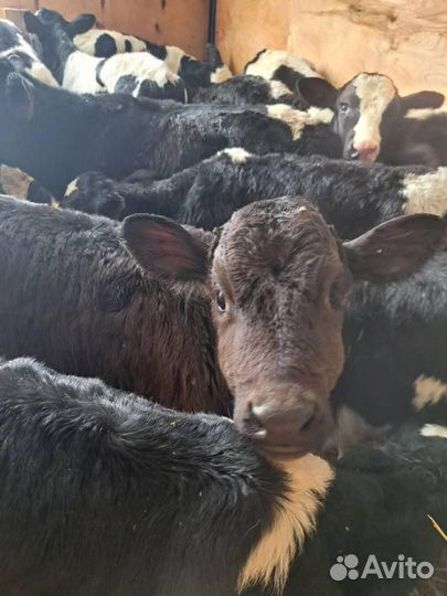 Бычки телочки