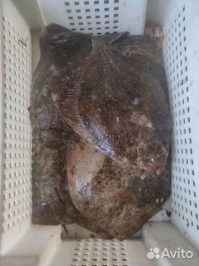 Камбала калкан Азовская