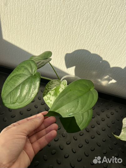 Фикус лирата, эпипремнумы