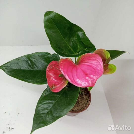 Розовый Антуриум сорт Свит Дримс